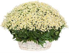Цветочная композиция из Ромашки в корзине #REPLACE_PRED# Томмоте